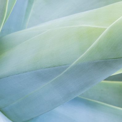 a close up of a plant
