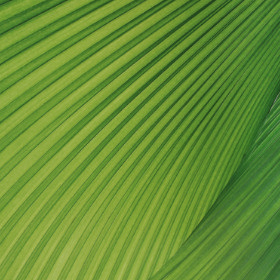 a close up of a green leaf