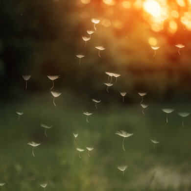 a group of dandelions in the air
