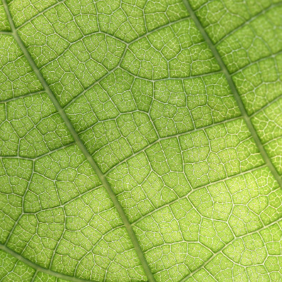 a close up of a leaf