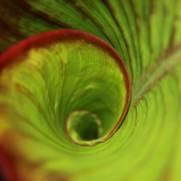 a close up of a green leaf