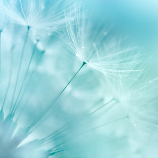 a close up of a dandelion